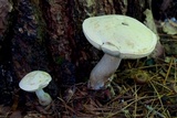Boletus pallidus image
