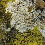 Lecanora muralis image