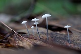 Tetrapyrgos nigripes image
