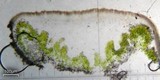 Lecanora muralis image