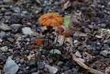 Marasmius siccus image