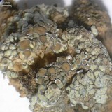 Lecanora muralis image