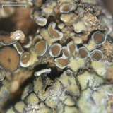 Lecanora muralis image