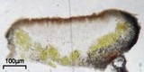 Lecanora muralis image
