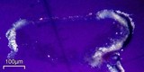 Lecanora muralis image