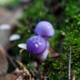Cortinarius iodes image