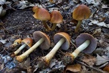 Cortinarius corrugatus image