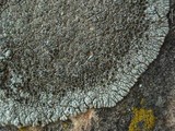 Lobothallia alphoplaca image