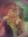 Marasmius crinis-equi image