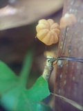 Marasmius crinis-equi image