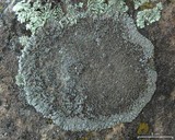 Lobothallia alphoplaca image