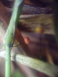 Marasmius crinis-equi image