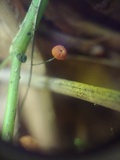 Marasmius crinis-equi image