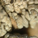 Lobothallia alphoplaca image