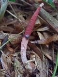 Mutinus bambusinus image
