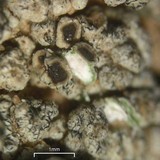 Lobothallia alphoplaca image