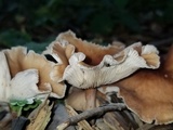 Gymnopus luxurians image
