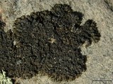 Melanelia tominii image