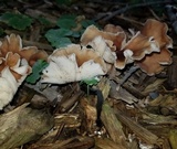 Gymnopus luxurians image
