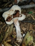 Gymnopus luxurians image