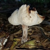 Gymnopus luxurians image