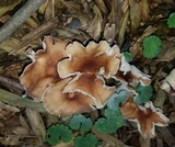 Gymnopus luxurians image