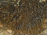 Melanelia tominii image