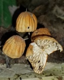 Marasmius siccus image
