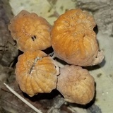 Marasmius siccus image