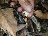 Marasmius siccus image