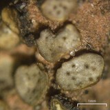 Peltula patellata image