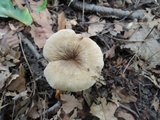 Lactarius subplinthogalus image