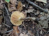Lactarius subplinthogalus image