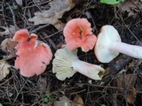 Russula tenuiceps image