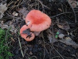 Russula tenuiceps image