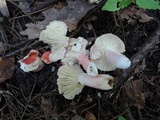 Russula tenuiceps image