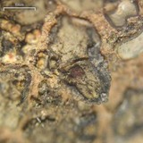 Peltula patellata image