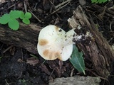 Lactarius maculatipes image