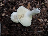 Russula subterfurcata image