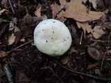 Russula subterfurcata image