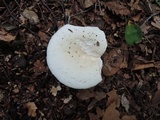 Russula subterfurcata image