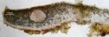 Peltula patellata image