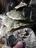 Cerrena unicolor image