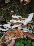 Merulius tremellosus image