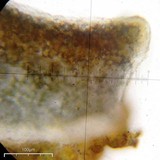 Peltula patellata image