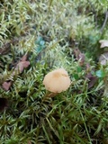 Cystoderma fallax image