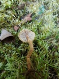 Cystoderma fallax image