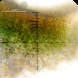 Peltula patellata image