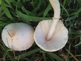 Leucocoprinus cepistipes image
