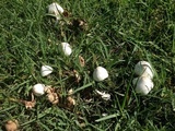 Leucocoprinus cepistipes image